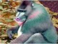 Jeu Elderly Tired Baboon Puzzle