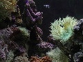 Jeu Coral Reef