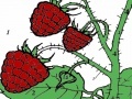 Jeu Red berry garden coloring