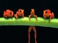 Jeu Brave acrobat frogs slide puzzle