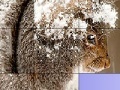 Jeu Squirrel in the snow slide puzzle