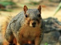 Jeu Hidden Animals: Squirrels