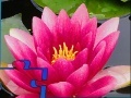 Jeu Pink Water Lily Puzzle