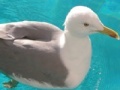 Jeu Seagull: Sliding Puzzle