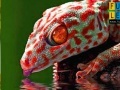 Jeu Thirsty red gecko puzzle