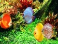 Jeu Deep Colorful Ocean Fishes: Puzzle