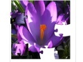 Jeu Jigsaw Nature: Crocus