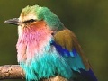 Jeu Colored Sparrow: Slide Puzzle