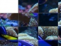 Jeu Tropical Fish Slider Puzzle