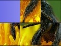 Jeu Black insect slide puzzle