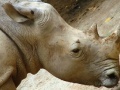 Jeu Jigsaw Rhino