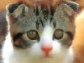 Jeu Cute Kitties Hidden Numbers
