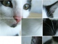 Jeu Kitten Puzzle