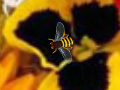Jeu Hidden Bee