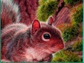 Jeu Nuts And Squirrels: Puzzle