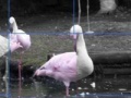 Jeu Flamants Roses Puzzle