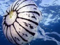 Jeu Ocean jellyfish puzzle