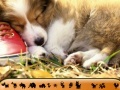 Jeu Hidden Animals: Cute Dogs