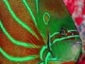 Jeu Flat fluorescent fish slide puzzle