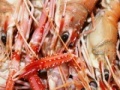 Jeu Hidden Images Seafood