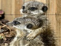 Jeu Sissy animals slide puzzle