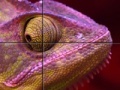 Jeu Purple Chameleon: Slider Puzzle