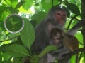 Jeu Hidden Animals: Baby Monkeys