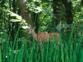 Jeu Deer Hunter