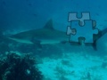 Jeu Shark Puzzle