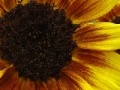 Jeu Harvest Sunflower Jigsaw