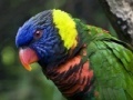 Jeu Parrot Puzzle