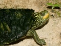 Jeu Map Turtle Jigsaw