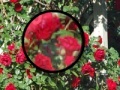 Jeu Rose Garden Hidden Numbers