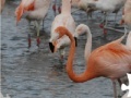 Jeu Flamingo