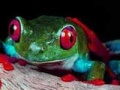 Jeu Two brave frogs puzzle