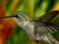 Jeu Hummingbird