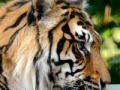 Jeu Sumatran Tiger Jigsaw