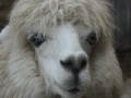 Jeu Alpaca Slider