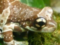Jeu Amphibians Hidden Images