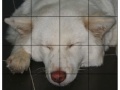 Jeu Pet Puzzle