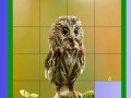 Jeu Little Owl Slide Puzzle