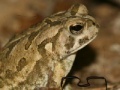 Jeu Fowler's Toad Jigsaw Puzzle