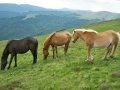 Jeu Jigsaw Three of Horses