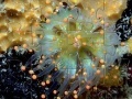 Jeu Jellyfish Jigsaw