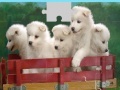 Jeu Puppies Puzzle