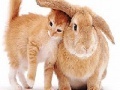 Jeu Cute cat and rabbit slide puzzle