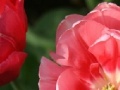 Jeu Tulip Jigsaw Puzzle