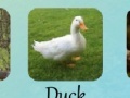 Jeu Animal Quiz