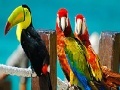 Jeu Colorful parrots slide puzzle