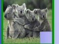 Jeu Four koala slide puzzle